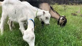 Goats Grazing ASMR