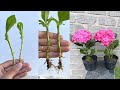 Cách trồng hoa cẩm tú cầu bằng cành | Hydrangea paniculata