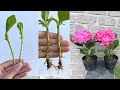 How to grow hydrangeas with branches | Hydrangea paniculata