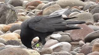 J0382　大分川　雨　ビビがカシコに魚を口移し（ハシボソガラス）Oita River　Rain　BIBI puts fish to KASHIKO's mouth (Carrion Crow)