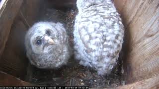 Antsy Owlets Hop And Flap In Barred Owl Nest Box – April 29, 2022