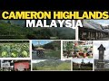 cameron highlands malaysia