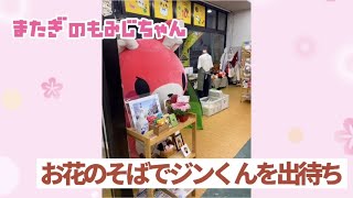 【もみじちゃん】お花のそばでジンくんを出待ち