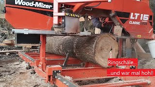 Mega Überraschung! Esche mit wildem Kern auf dem Sägewerk!