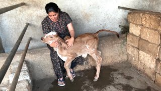 Gamdani savar nu routine kav kav hoy ?? / village life morning routine/ cow milking by hand