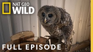 Owl in the Family (Full Episode) | Bandit Patrol