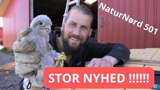 NYE STØR I AKVARIET + RINGMÆRKNING AF FALKE + NYHED I FAMILIEN.