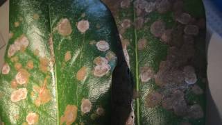 WHAT Wednesday: Algal leaf spot