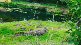 Anandapadmanabha Swamy temple crocodile, Babiya