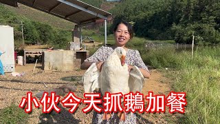 【石頭記事】小伙惦記大鵝準備大干一把，餵雞之後回家加餐，太美味