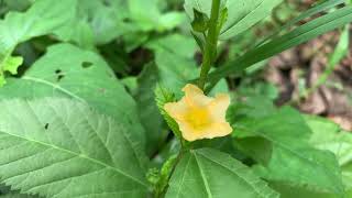 Sida rhombifolia Plant Video