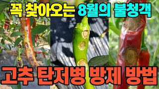 폭탄을 닮은 고추 탄저병 친환경 방제 방법 4가지