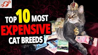 🐈 The Most Expensive Cats - TOP 10 Most Expensive Cat Breeds In The World!