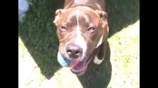 BLACK-JACK -- ID #A1318069 (**RIP** 10 MTH OLD PUPPY, SORRY PRECIOUS ANGEL!!!!)