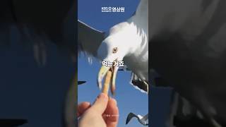 갈매기는 진짜 새우깡을 좋아할까?