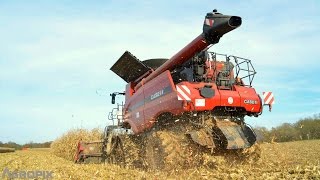 Case IH Axial-flow 8230 with Fendt 930 \u0026820 -Corn Harvest-