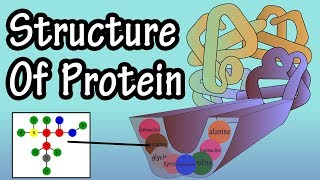 Protein - Structure Of Protein - What Is Protein Made Of - Structure Of Amino Acids Building Blocks