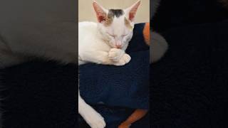 শান্তি 😌🌸#cat #pets #animals #short #foryou #viralvideo