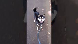 ボールを待ちきれない黒柴 #shorts #柴犬 #黒柴