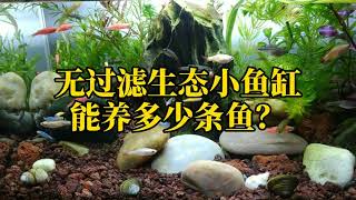 無過濾魚缸只能低密度養觀賞魚？ 30釐米小生態缸挑戰養近50條魚蝦古法生態缸養魚蝦，水草種植方法，鶇龜先生視頻