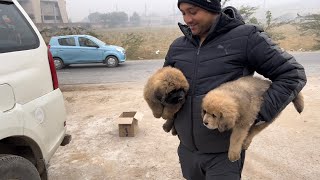 Happy costumer Tibetan mastiff puppies for sale