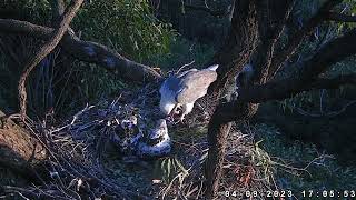 Sydney White-Bellied Sea-Eagle 04.09.2023 17:00