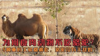 為何食肉動物不吃駱駝？5噸重的大象都會被吃，駱駝沒有天敵嗎？