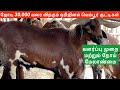 Original Vembur sheep breed in Tamilnadu | The Big Horn Sheep in India | Big Vembur Exclusive Video