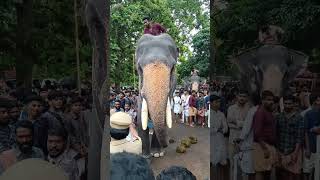 ഗുരുവായൂർ രാജാശേഖരൻ /Guruvayoor Rajasekharan