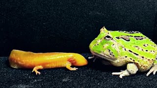 frog eat - pacman frog vs axolotl! [ LIVE FEEDING ]