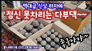 역대급 신상하차에  정신  못차리는 다부댁 ~  왔다왔다  신상 다육이들이 상자채로 또 왔다 ~꽃나래다육 010.2818.1441