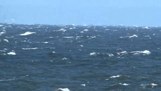 Great Shearwater, Yttre Kattvik, Sweden, 27 Sep 2014