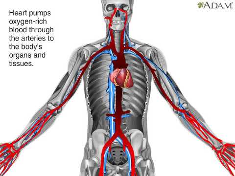 How Blood Flows Through The Body Animation Circulatory System Video