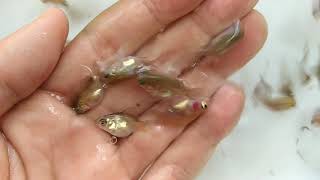 玉サバ　稚魚　ヤフオク　9月10日