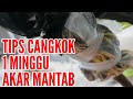 CARA CANGKOK MUDAH POHON TIN DI MUSIM HUJAN 1 MINGGU BERAKAR | Root Fig 1 week