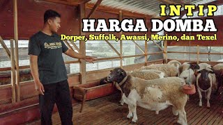 Review Harga Domba Dorper, Suffolk, Awassi, Merino, dan Texel Kualitas Super SLAWE FARM