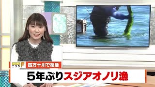 四万十川で5年ぶり”アオノリ”収穫　海水温が影響 (25/01/24 17:00)