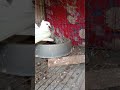 কাকজি কবুতর বাচ্ছা খাওয়াচ্ছে। birds shortvideo pigeon