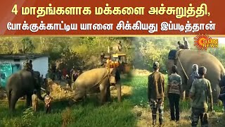 Elephant Trapped | 4 மாதங்களாக மக்களை அச்சுறுத்தி, போக்குக்காட்டிய  யானை சிக்கியது இப்படித்தான்