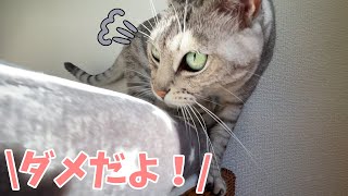 【異食症】マロちゃんが布を食べようとしてました…