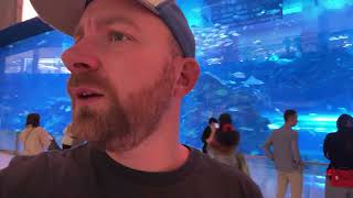 An aquarium in a mall? Eh?! LIVE