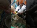 asmr are you hungry ទន្សាយ animals eating show animals life the real life of animals