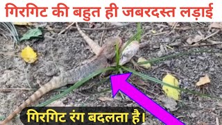 गिरगिट की बहुत ही जबरदस्त लड़ाई |  Chameleon Fights | देखिए गिरगिट कैसे रंग बदलता है।