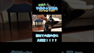 甲斐犬やぶ、初めての「鹿の骨」に大興奮？！🦌#甲斐犬 #甲斐犬やぶ #ペット #いぬ #いぬのいる生活