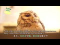 フクロウカフェわたわた_紹介動画（英語字幕版）