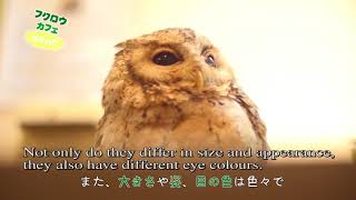 フクロウカフェわたわた_紹介動画（英語字幕版）