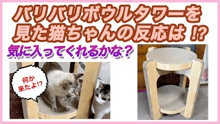 バリバリボウルタワーを見た猫ちゃんの反応は⁉️【気に入ってくれるかな〜？】