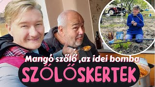 🍇 SZŐLŐSKERTEK 2. / 4.rész ► LEGÚJABB MANGÓ SZŐLŐT OLTJUK - HORVÁTH SANYIVAL