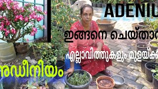 ഇങ്ങനെ ചെയ്താൽ ADENIUM എല്ലാ വിത്തുകളും മുളയ്ക്കും | EP. NO. 119