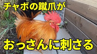 【負傷】再びおっさんの足に穴が開きました…【ニワトリ飼育】140話目